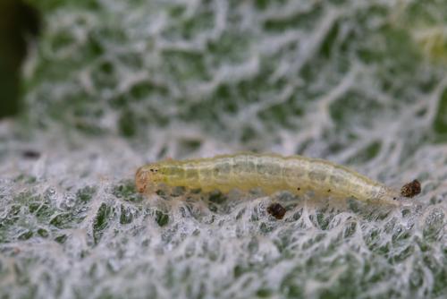 Réf. 268 840 : Udea ferrugalis